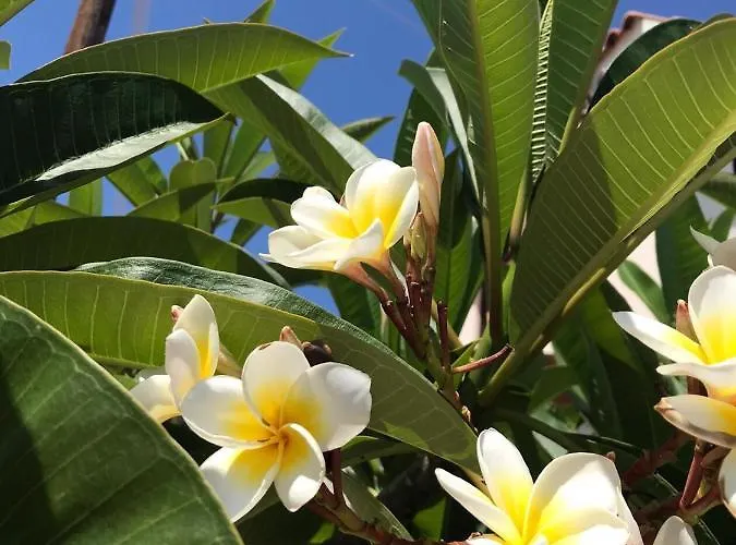 Cozy By The Sea Korall-öböl